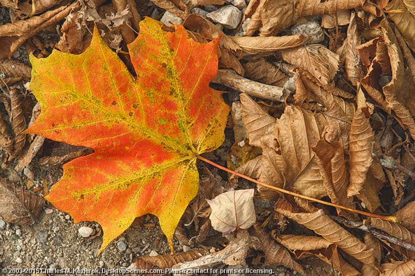 Blush Sometimes beauty is found in the most surprising of places... in this case, literally underfoot. I was walking along a dirt road, happened to glance down, and noticed this beautiful maple leaf, yellow and blushing with shades of orange and red, nestled on a blanket of older, dead leaves. The image was taken handheld, pointing straight down. (It was not posed -- I never pose images.)<br>
<br>
Of all of the many autumn pictures I have taken in Vermont, this is one of my favorites.