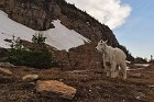 Mountain_Goat_Near_Logan_Pass.jpg