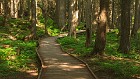 Trail_of_the_Cedars.jpg
