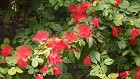 Red_Mimosa_Flowers.jpg