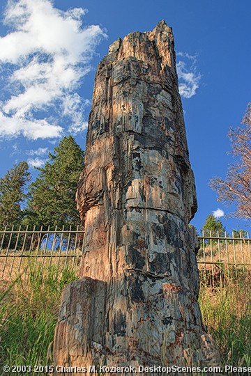 Looking Skyward -- The Petrified Tree