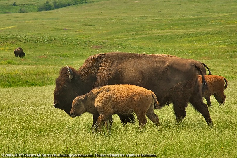 A Bison Family Affair 