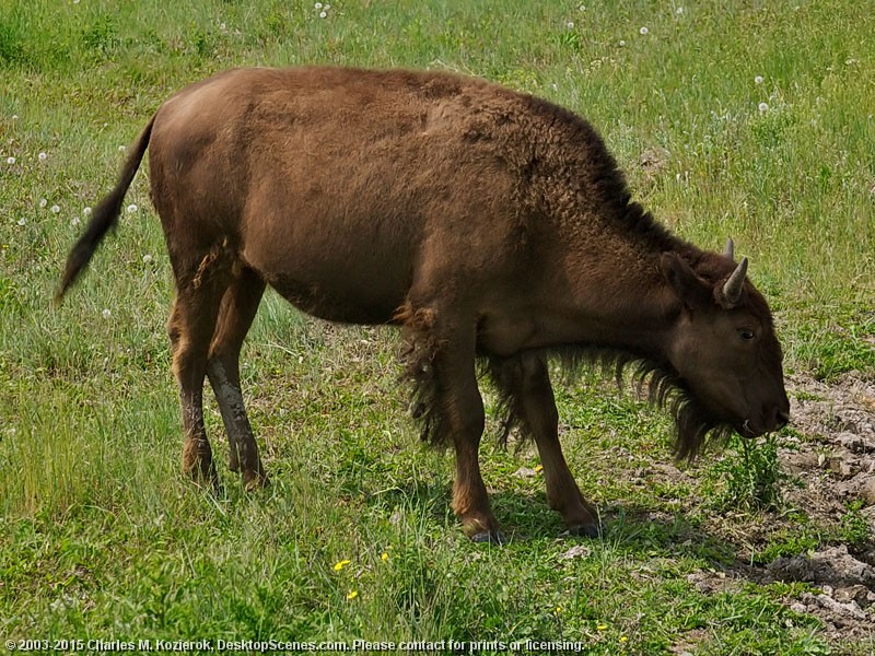 Bison Calf Lunch 
