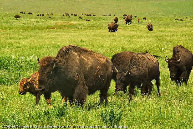 Bison Herd on the Move 