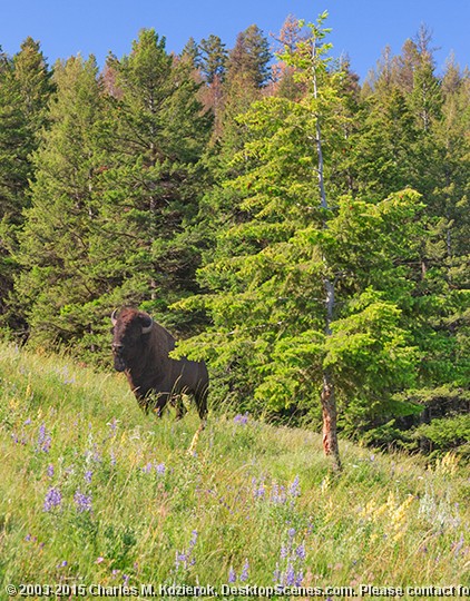 Hillside Bison with Lupines 