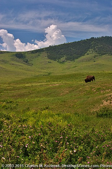 Solitary Bison 