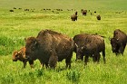 Bison_Herd_on_the_Move.jpg